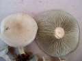 Clitocybe odora - Grner Anistrichterling - Walbeck