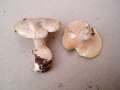 Clitocybe phyllophila - Bleiweier Trichterling - Walbeck