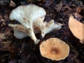 Clitocybe&nbsp;gibba&nbsp;-&nbsp;Ockerbrauner Trichterling&nbsp;-&nbsp;Weferlingen