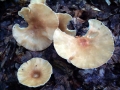 Clitocybe&nbsp;gibba&nbsp;-&nbsp;Ockerbrauner Trichterling&nbsp;-&nbsp;Weferlingen