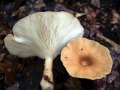Clitocybe&nbsp;gibba&nbsp;-&nbsp;Ockerbrauner Trichterling&nbsp;-&nbsp;Weferlingen