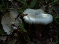 Clitocybe odora - Grner Anis Trichterling - Weferlingen