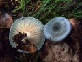 Clitocybe odora - Grner Anis -Trichterling - Weferlingen