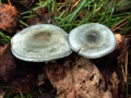 Clitocybe odora - Grner Anis -Trichterling - Weferlingen