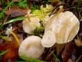 Clitocybe phyllophila - Bleiweier Trichterling - Weferlingen