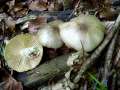 Megacollybia platyphylla - Breitblttriger Faserrbling - Hrsingen
