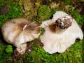 Megacollybia platyphylla - Breitblttriger Faserrbling - Weferlingen