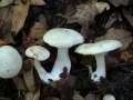 Clitopilus prunulus - Mehl - Rsling - Hdingen
