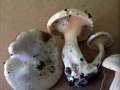 Clitopilus prunulus - Mehl - Rsling - Hdingen