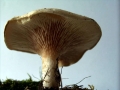 Clitopilus prunulus - Mehl Rsling - Weferlingen