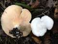 Clitopilus prunulus - Mehl - Rsling - Weferlingen