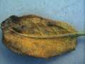 Coleosporium campanulae - Rostpilz - Hdingen