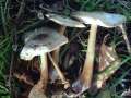 Horngrauer R�bling