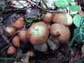 Gymnopus fusipes - Spindeliger Rbling - Weferlingen