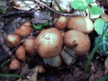 Gymnopus fusipes - Spindeliger Rbling - Weferlingen