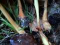 Waldfreund -Rbling