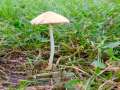 Conocybe albipes - Milchweies Samthubchen - Hodingen