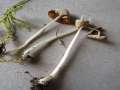 Conocybe albipes - Milchweies Samthubchen - Hodingen