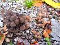 Coprinellus disseminatus - Gester Tintling - Hdingen