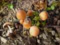 Coprinellus saccharinus - berzuckerter Tintling - Weferlingen