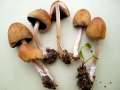 Coprinellus saccharinus - berzuckerter Tintling - Weferlingen