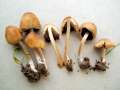 Coprinellus saccharinus - berzuckerter Tintling - Weferlingen