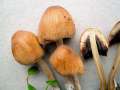 Coprinellus saccharinus - berzuckerter Tintling - Weferlingen