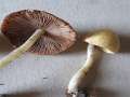 Grauer Mrbling