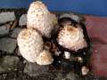 Coprinus comatus - Schopf -Tintling - Helmstedt