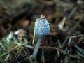 Coprinopsis cinerea - Struppiger Tintling,Mist Tintling - Hdingen