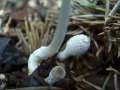 Coprinopsis cinerea - Struppiger Tintling,Mist Tintling - Hdingen