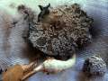 Coprinopsis cinerea - Struppiger Tintling,Mist Tintling - Hdingen