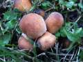 Coprinellus micaceus - Glimmertintling - Hdingen