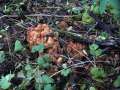 Coprinellus micaceus - Glimmertintling - Hdingen