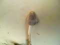 Coprinopsis cinerea - Struppiger Tintling - Hdingen