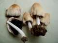 Coprinellus domesticus - Haus Tintling - Hdingen