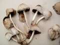 Coprinus alopecia - Groer Rauspor Tintling - Hdingen