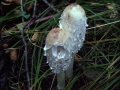 Coprinus comatus - Schopf-Tintling - Walbeck