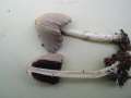 Coprinus xanthothrix - Gelbschuppiger Tintling - Walbeck