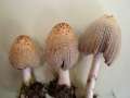 Coprinus xanthothrix - Gelbschuppiger Tintling - Walbeck