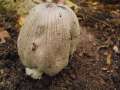 Coprinus alopecia - Groer Rauspor-Tintling;Fuchsrude-Tintling - Weferlingen