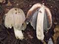 Coprinus alopecia - Groer Rauspor-Tintling;Fuchsrude-Tintling - Weferlingen