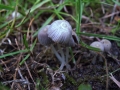 Coprinellus disseminatus - Gester Tintling - Weferlingen