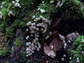 Coprinellus&nbsp;disseminatus&nbsp;-&nbsp;Ges�ter Tintling&nbsp;-&nbsp;Weferlingen