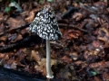 Coprinopsis picacea - Specht Tintling - Weferlingen