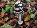 Coprinopsis&nbsp;picacea&nbsp;-&nbsp;Specht Tintling&nbsp;-&nbsp;Weferlingen