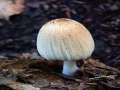Coprinellus domesticus - Haus Tintling - Weferlingen