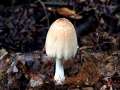 Coprinellus domesticus - Haus Tintling - Weferlingen