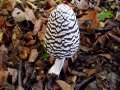 Coprinopsis&nbsp;picacea&nbsp;-&nbsp;Specht-Tintling&nbsp;-&nbsp;Weferlingen
