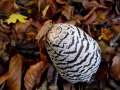 Coprinopsis picacea - Specht-Tintling - Weferlingen